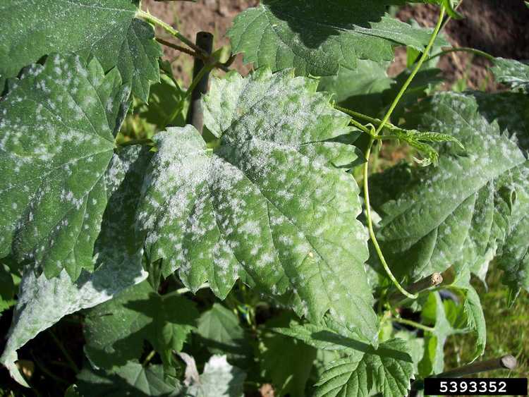 You are currently viewing Maladies des plantes du houblon : traiter les maladies affectant les plantes de houblon dans les jardins