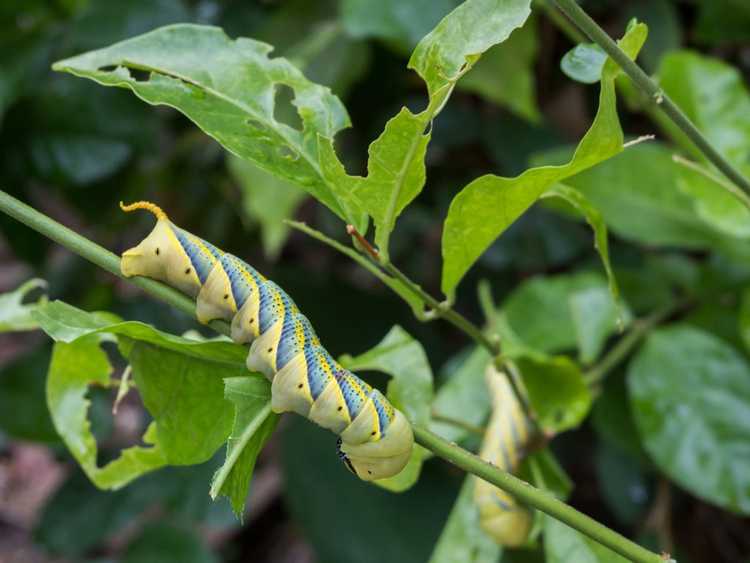 You are currently viewing Lutte antiparasitaire au jasmin : découvrez les ravageurs courants affectant les plantes de jasmin