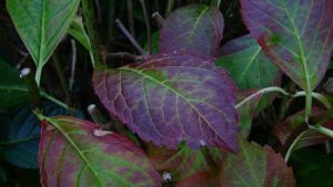 Lire la suite à propos de l’article Les feuilles d'hortensia deviennent violettes : traiter les feuilles d'hortensia qui deviennent violettes