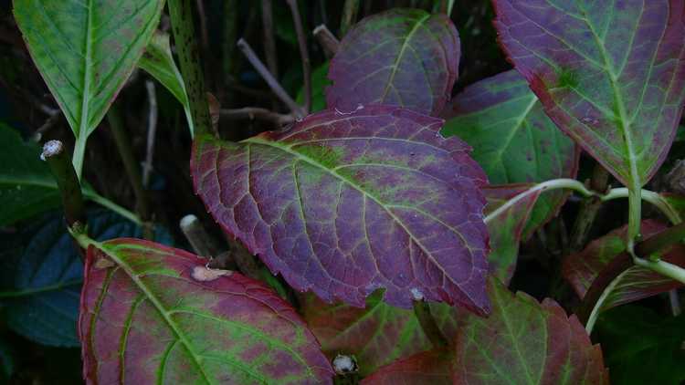 You are currently viewing Les feuilles d'hortensia deviennent violettes : traiter les feuilles d'hortensia qui deviennent violettes