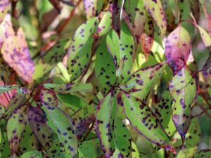 Lire la suite à propos de l’article Carences des plantes : pourquoi les feuilles deviennent-elles de couleur violet rougeâtre