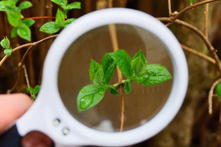 You are currently viewing Identification des feuilles des plantes : comment distinguer les feuilles des plantes