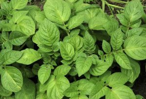 Lire la suite à propos de l’article Comment tailler les plants de pommes de terre – Dois-je couper les plants de pommes de terre