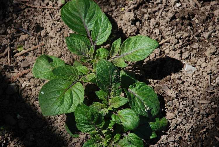 Lire la suite à propos de l’article Comment faire pousser des pommes de terre : quand planter des pommes de terre