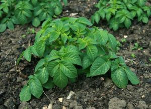 Lire la suite à propos de l’article Les plants de pommes de terre ne produisent pas : réponses aux raisons pour lesquelles il n'y a pas de pommes de terre sur les plants