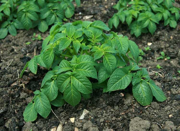 You are currently viewing Les plants de pommes de terre ne produisent pas : réponses aux raisons pour lesquelles il n'y a pas de pommes de terre sur les plants