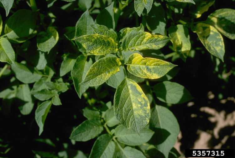 You are currently viewing Pommes de terre infectées par le virus de la mosaïque : comment gérer le virus de la mosaïque des pommes de terre