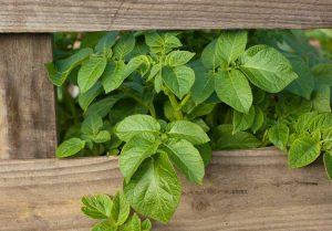 Lire la suite à propos de l’article Planter des pommes de terre en palettes : comment faire pousser des pommes de terre avec des palettes