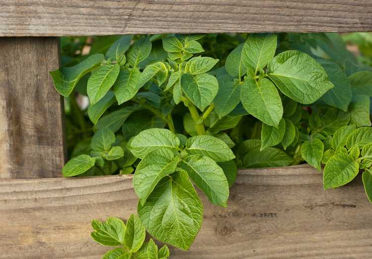 You are currently viewing Planter des pommes de terre en palettes : comment faire pousser des pommes de terre avec des palettes