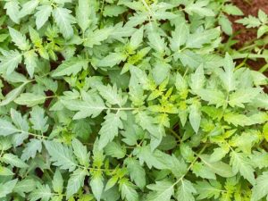 Lire la suite à propos de l’article Allergies aux plants de tomates : comment traiter les éruptions cutanées des tomates dans le jardin