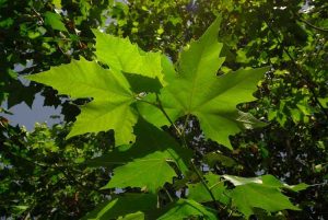 Lire la suite à propos de l’article Propagation des boutures de platane – Comment prélever des boutures d'un platane