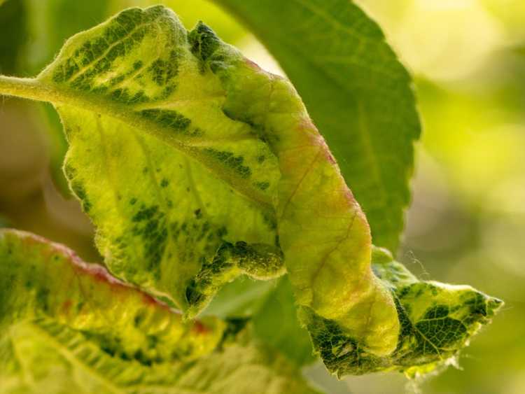 You are currently viewing Traitement de la chlorose du pommier : pourquoi les feuilles de pommier sont décolorées