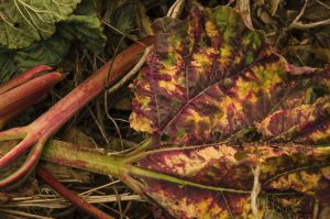 Lire la suite à propos de l’article Pouvez-vous composter des feuilles de rhubarbe – Comment composter des feuilles de rhubarbe