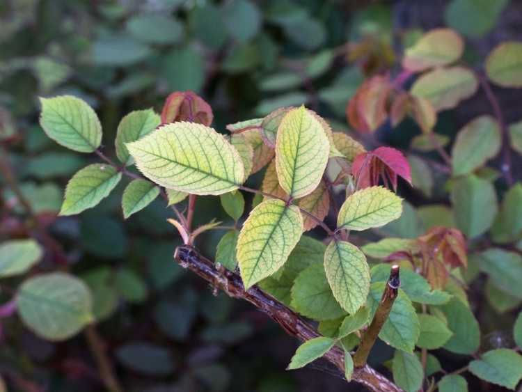 Lire la suite à propos de l’article Carence en fer des roses: symptômes de carence en fer dans les rosiers