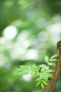 Lire la suite à propos de l’article Enracinement de boutures de sureau : comment propager des boutures de sureau