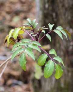 Lire la suite à propos de l’article Problèmes de feuilles de sureau : que faire si les feuilles de sureau jaunissent