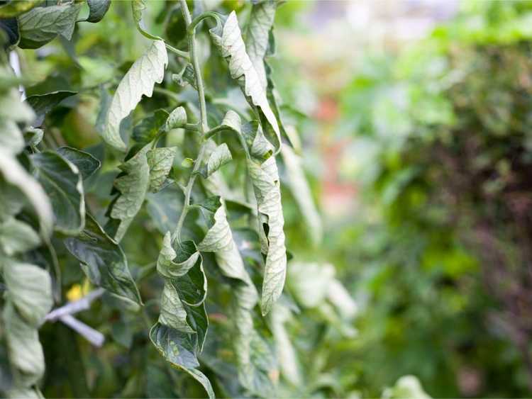 You are currently viewing Les feuilles de tomate s'enroulent-elles ? Causes courantes et comment les traiter