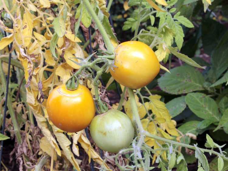 You are currently viewing Pourquoi mes feuilles de tomates jaunissent-elles ?