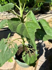 Lire la suite à propos de l’article Oiseaux mangeant des feuilles de tournesol dans le jardin