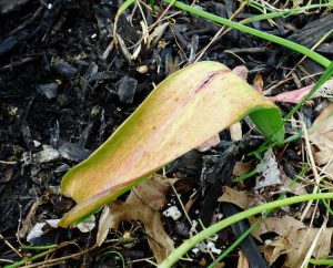 Lire la suite à propos de l’article Feuilles de tulipes jaunes: que faire pour le jaunissement des feuilles des tulipes