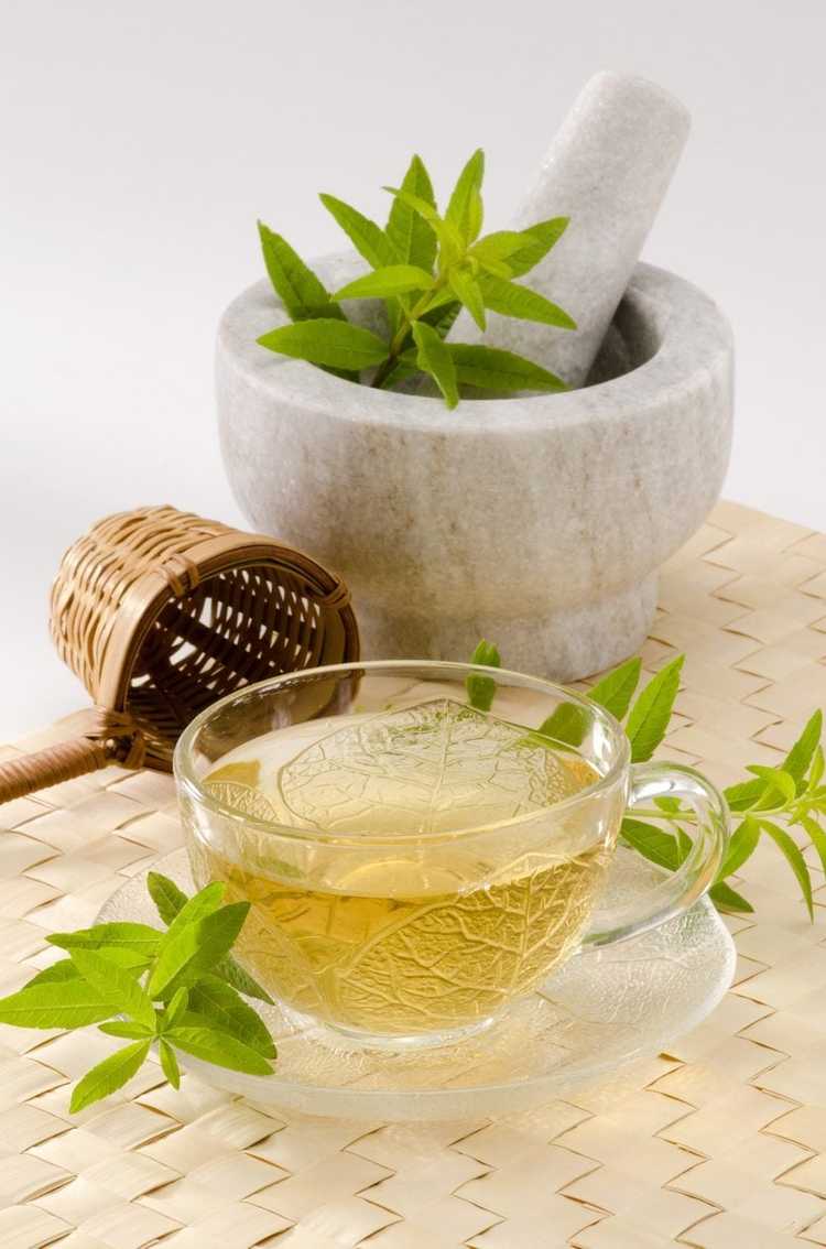You are currently viewing Informations sur le thé à la verveine : En savoir plus sur la culture de la verveine citronnée pour le thé