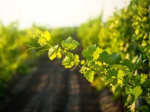 Lire la suite à propos de l’article Acariens sur la vigne : conseils pour lutter contre les acariens des bourgeons de la vigne