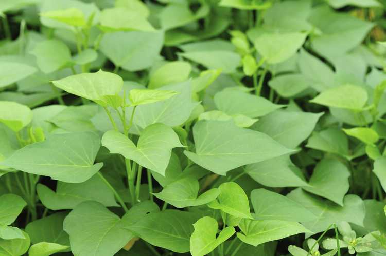 You are currently viewing Feuilles de vigne de pomme de terre : les feuilles de patate douce sont-elles comestibles ?