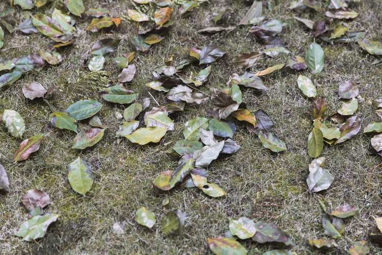 You are currently viewing Effets de la défoliation – Que faire pour les plantes défoliées dans le jardin