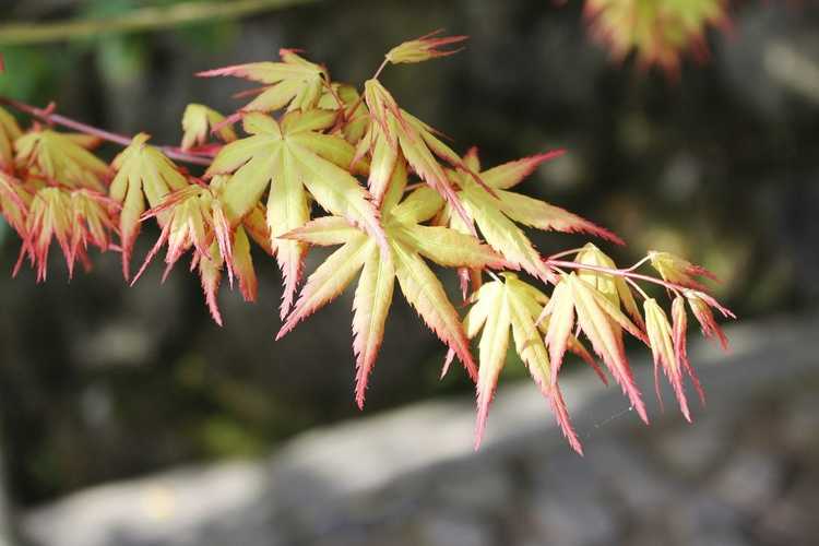 You are currently viewing Pourquoi l'érable japonais ne laisse pas de feuilles – Dépannage d'un érable japonais sans feuilles