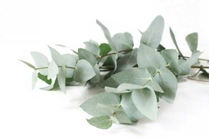 Lire la suite à propos de l’article Utilisations des feuilles d'eucalyptus – Que faire avec les feuilles d'eucalyptus