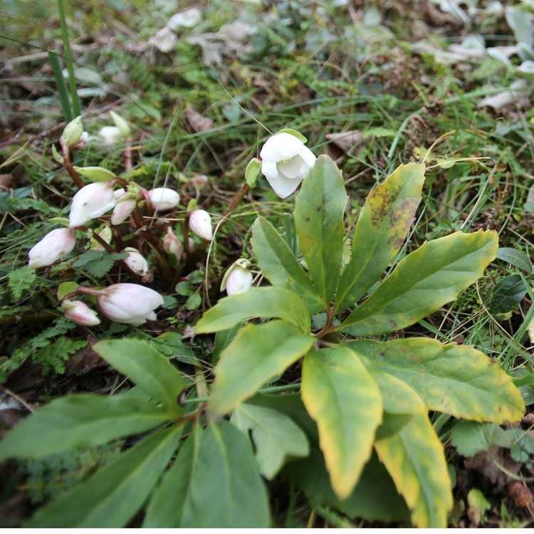 You are currently viewing Au secours, mon hellébore brunit – Raisons des feuilles d'hellébore brunes