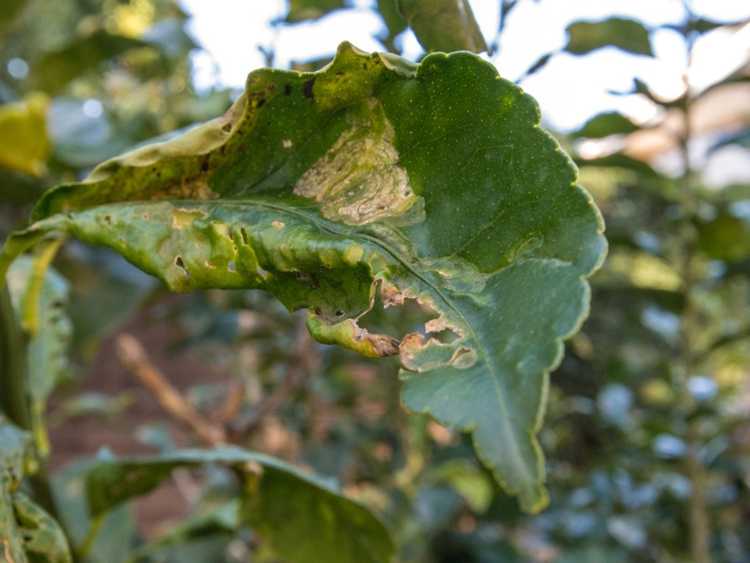 You are currently viewing Feuilles enroulées sur un plant d'agrumes: que faire pour friser les feuilles d'agrumes