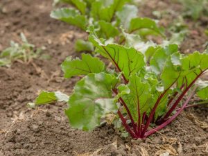 Lire la suite à propos de l’article Flétrissement des plants de betteraves : raisons pour lesquelles les betteraves tombent ou flétrissent