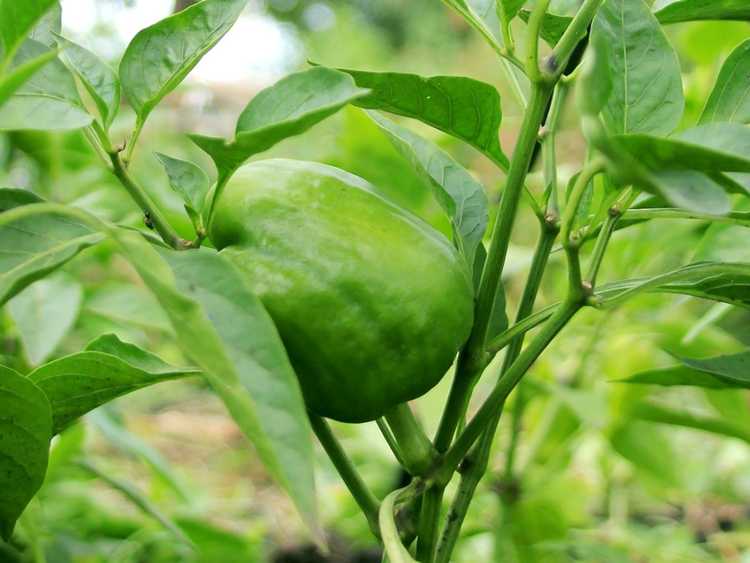 You are currently viewing Curling des feuilles sur les poivrons: que faire pour les plants de poivrons présentant une courbure des feuilles