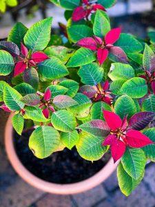 Lire la suite à propos de l’article J'ai laissé mon poinsettia dehors – Comment réparer les dommages causés par le froid sur le poinsettia