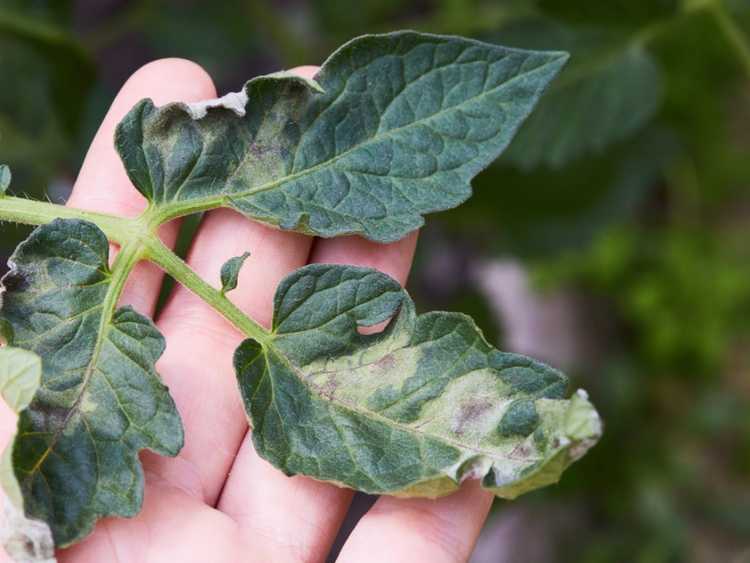 Lire la suite à propos de l’article Qu'est-ce que Phytophthora : symptômes et gestion de Phytophthora