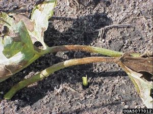 Lire la suite à propos de l’article Causes des feuilles jaunes ou brunes sur les plantes de pastèque