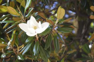 Lire la suite à propos de l’article Feuilles de magnolia jaunes: que faire à propos d'un magnolia aux feuilles jaunissantes