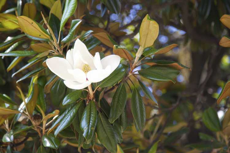 You are currently viewing Feuilles de magnolia jaunes: que faire à propos d'un magnolia aux feuilles jaunissantes