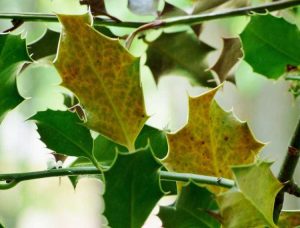 Lire la suite à propos de l’article Informations sur la façon de réparer les feuilles jaunes sur les houx