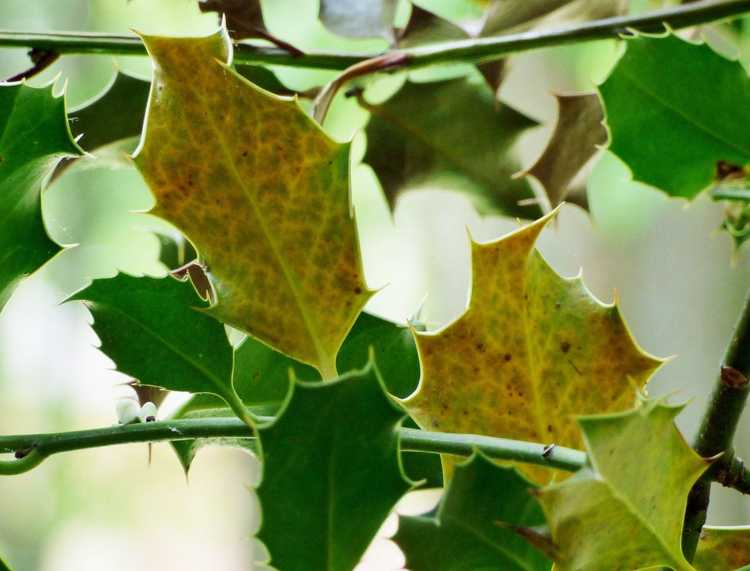 You are currently viewing Informations sur la façon de réparer les feuilles jaunes sur les houx