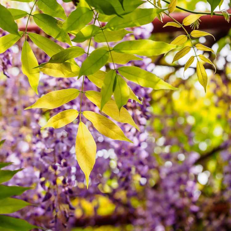 Lire la suite à propos de l’article Problèmes de feuilles de glycine : que faire pour une glycine à feuilles jaunes