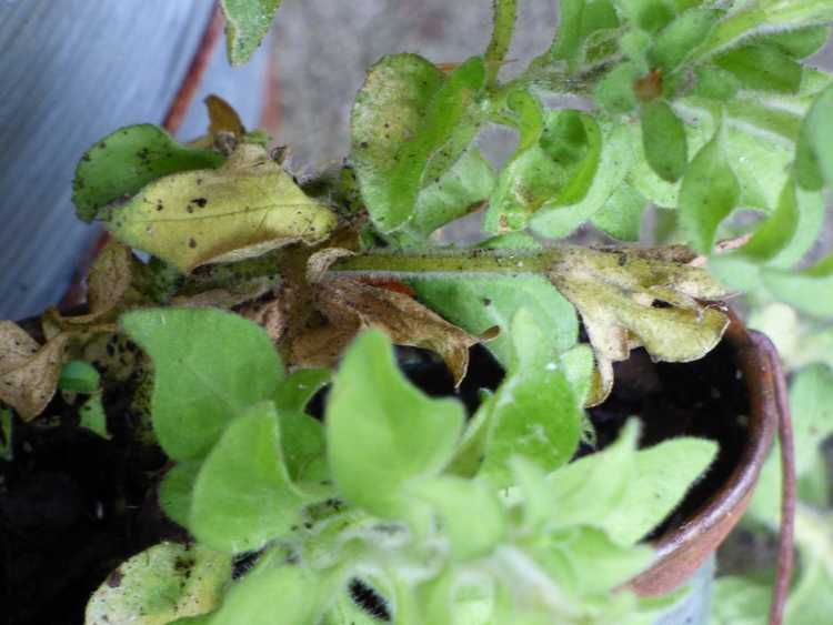 You are currently viewing Feuilles jaunes sur les plantes de pétunia : pourquoi un pétunia a des feuilles jaunes