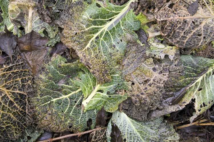 Lire la suite à propos de l’article Utiliser des feuilles malades dans le compost : puis-je composter des feuilles de plantes malades