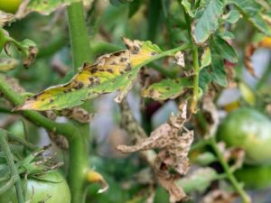 Lire la suite à propos de l’article Traitement de la brûlure – Symptômes et contrôle de la brûlure du sud sur les plantes