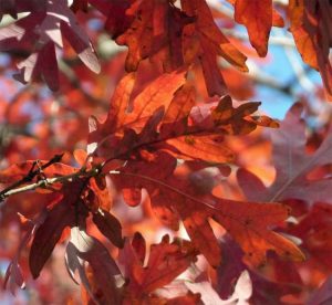 Lire la suite à propos de l’article Feuilles d'automne rouges : découvrez les arbres au feuillage rouge en automne