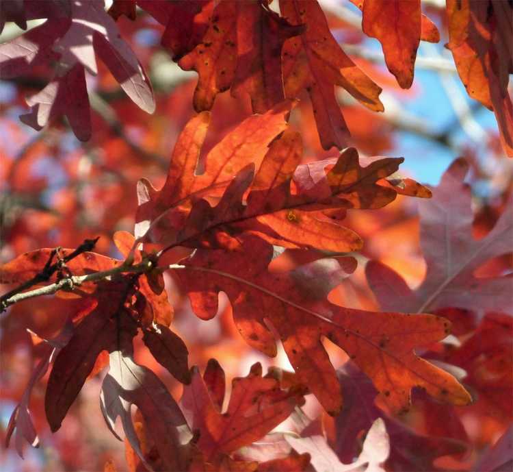 You are currently viewing Feuilles d'automne rouges : découvrez les arbres au feuillage rouge en automne