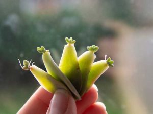 Lire la suite à propos de l’article Bases de la propagation : propagation des plantes pour les débutants