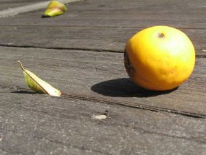 Lire la suite à propos de l’article Découvrez les causes de la chute des feuilles d'un agrume