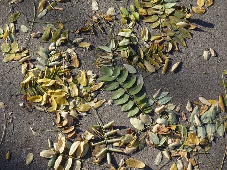 You are currently viewing Raisons de la chute précoce des feuilles : pourquoi mes plantes perdent-elles des feuilles